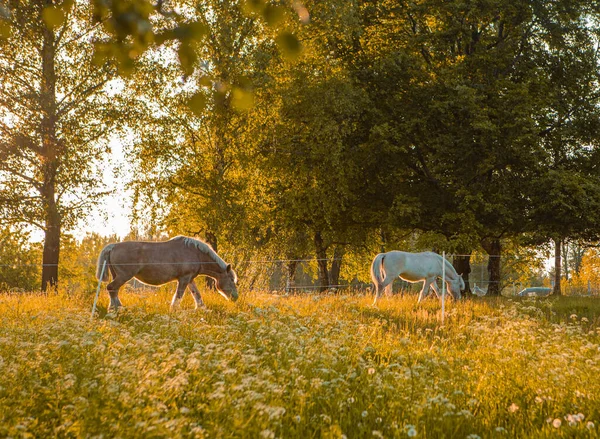 Konie Słońcu Letniej Łące — Zdjęcie stockowe