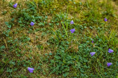 Bluebells growing on the ground. clipart