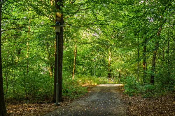 Stock image Green Swedish forest in summer