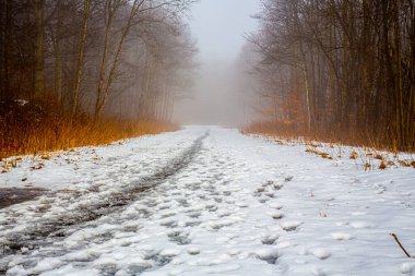 Kış sisinde orman.