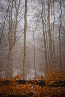 Kış sisinde orman.