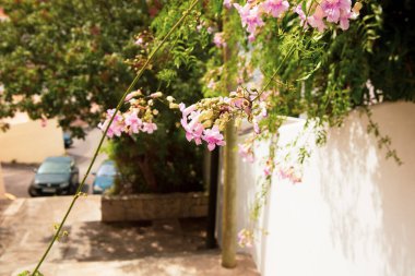 Sant Augusti, Mallorca 'da ev çiçekleri.