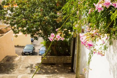 Sant Augusti, Mallorca 'da ev çiçekleri.