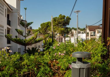 Sant Augusti, Mallorca 'da yeşil çalı