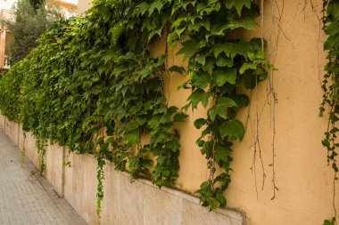 Sant Augusti, Mallorca 'da ev duvarı yeşili.