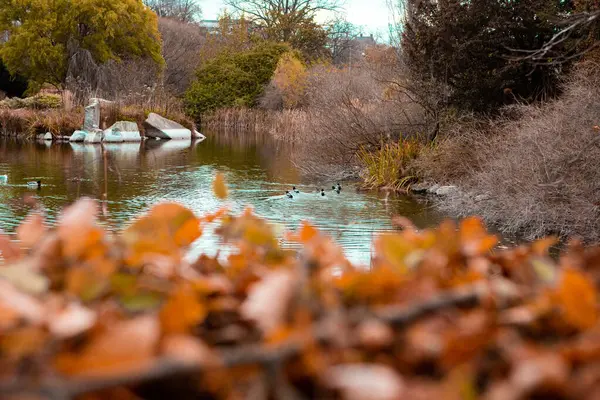 stock image Autumn hedge in park in Malmo, Sweden