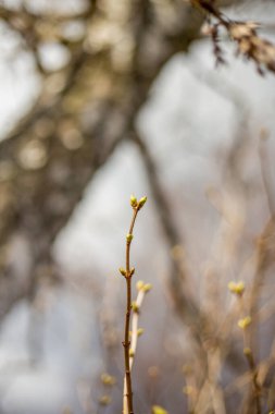 Leylak çiti baharda çiçek açmak üzere.