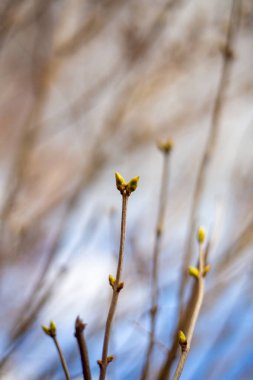 Leylak çiti baharda çiçek açmak üzere.