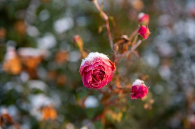Kış karında pembe güller