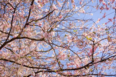 Danimarka 'nın Kopenhag kentindeki Bispegjerg mezarlığındaki kiraz ağacını ziyaret eden insanlar.