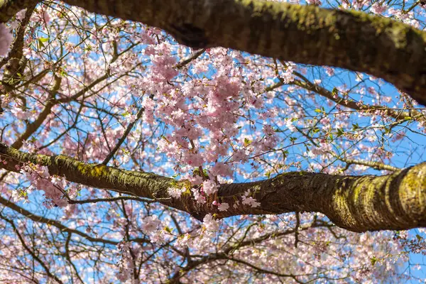 stock image Cherry tree spring blossom at Bispegjerg cemetery in Copenhagen, Denmark