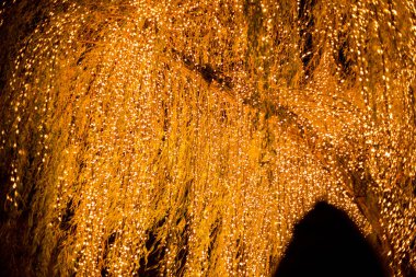 Kopenhag, Danimarka 'da Tivoli' deki ağaçlar aydınlandı.