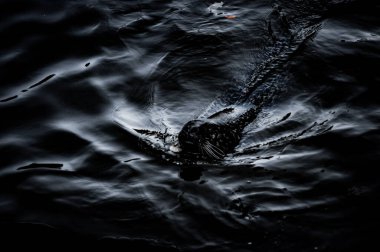 İsveç 'teki hayvanat bahçesinde suda yüzen gri fok balığı.