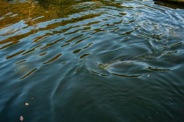 İsveç 'teki hayvan parkında suda gri fok.