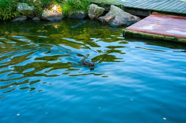 Grey seal in water in animal park in Sweden clipart