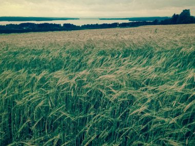 Oats field with outlook over Storsjon lake in Jamtland, Sweden clipart