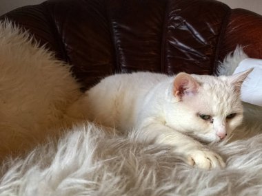 White cat on white blanket in old sofa clipart