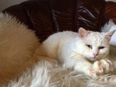 Beyaz kedi beyaz battaniye üzerinde eski kanepede