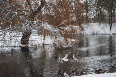 Kışın Malmö kanalında kuşlar