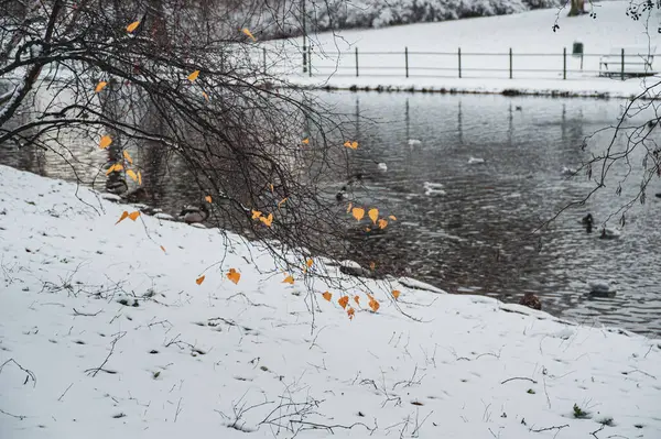 stock image Birds on Malmo town canal in the winter