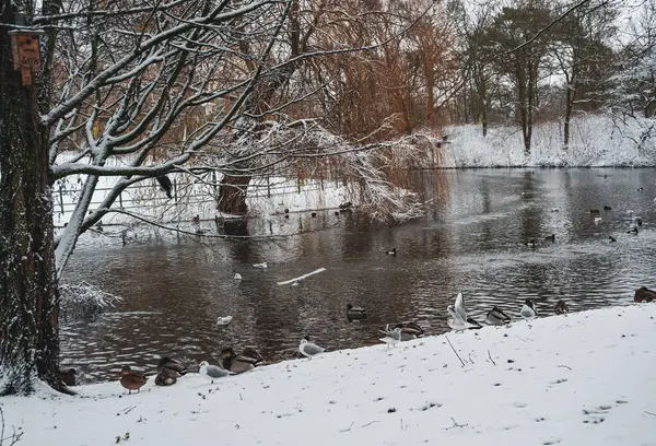 Kışın Malmö kanalında kuşlar