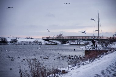 İsveç Malmö Kanalı 'nda kış kuşlarını besleyen bir çift.