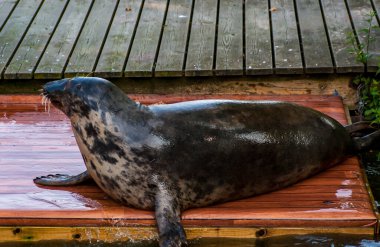 Grey seal by the water at outdoor zoo on Sweden clipart