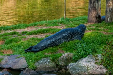 Grey seals waiting for food by the water at outdoor zoo in Sweden clipart