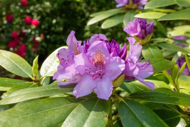 Rododendron çiçeği tamamen çiçek açmış.