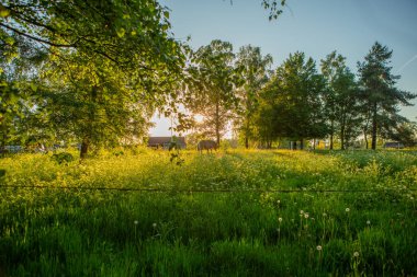 Yaz otlağında gün ışığında at