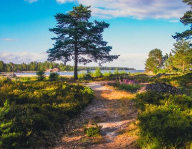 Path in Norrfjarden vecation village in Halsingland, Sweden clipart