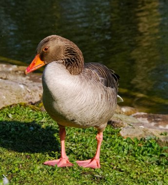 İsveç, Malmö 'deki park havuzunda yıkanan ördekler.