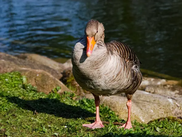 stock image Ducks bathing in park pond in Malmo, Sweden