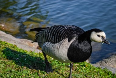 İsveç, Malmö 'deki park havuzunda yıkanan ördekler.