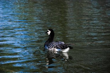 İsveç, Malmö 'deki park havuzunda yıkanan ördekler.