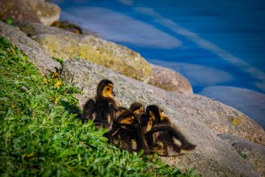 Ducks bathing in park pond in Malmo, Sweden clipart