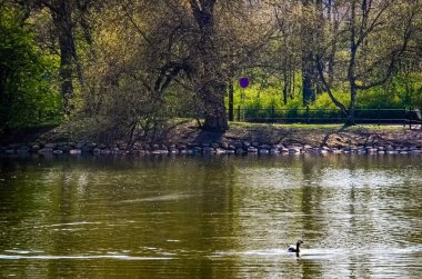 İsveç, Malmö 'deki park havuzunda yıkanan ördekler.