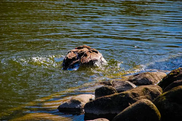 stock image Ducks bathing in park pond in Malmo, Sweden