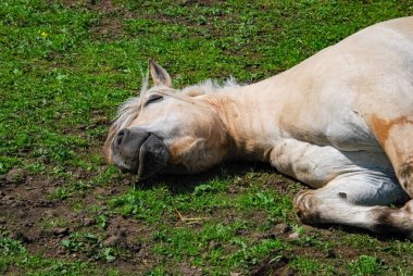Beyaz at sıcak bir yaz günü yatıyor