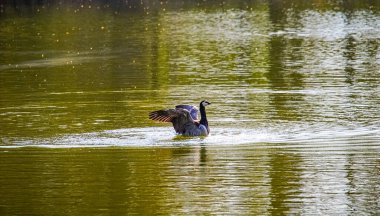 İsveç, Malmö 'deki park havuzunda yıkanan ördekler.