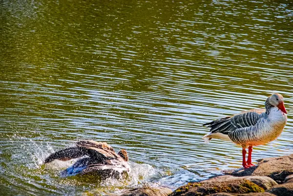 Stock image Ducks bathing in park pond in Malmo, Sweden