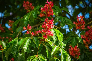 Yaz aylarında pembe çiçekler.
