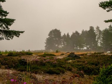 Norrfjarden, Nordmaling, İsveç 'teki sisli manzara