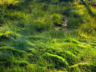 İsveç manzarasında yosunlu çimenler