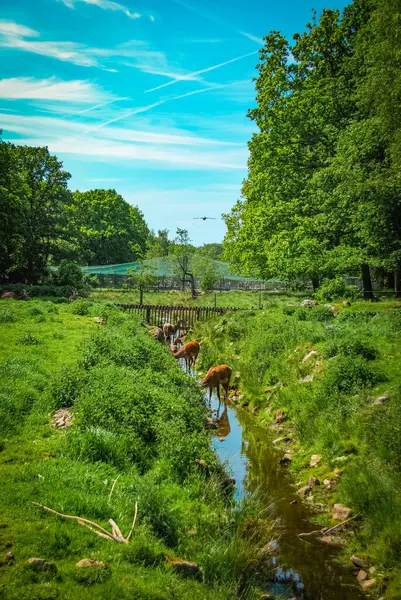 stock image Deers in brook in the summer