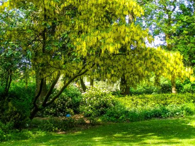 Hanley Park 'taki Laburnum Ağacı, Stoke-on-Trent, İngiltere