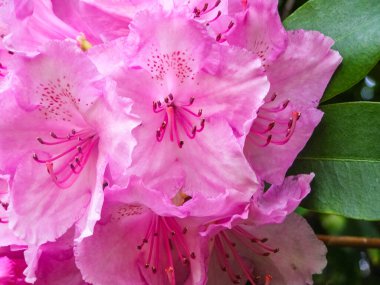 Çiçek açmış güzel pembe rhododendron çiçekleri