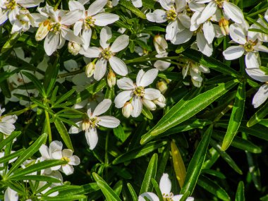 Parkta çiçek açan yabani nergisler