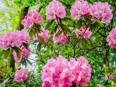 Çiçek açmış güzel pembe rhododendron çiçekleri