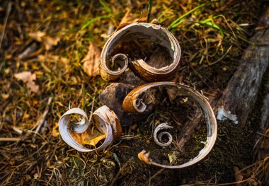 Dönen oluşumlarda ağaç kabuğu parçaları.